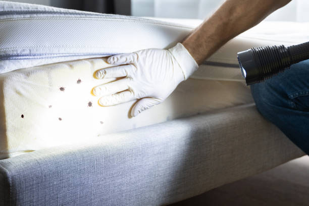 Best Best Pest Control Companies  in Guttenberg, IA